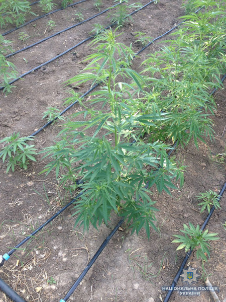 У Запорізькій області виявили наркоплантацію на 4 млн гривень