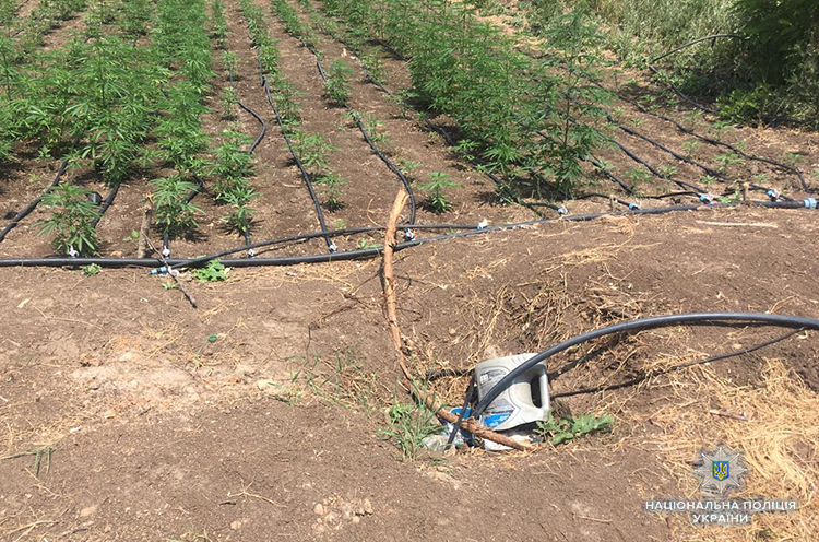 У Запорізькій області виявили наркоплантацію на 4 млн гривень