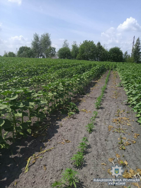 В Житомирской области задержали &quot;агронома&quot; во время обработки наркосодержащих растений