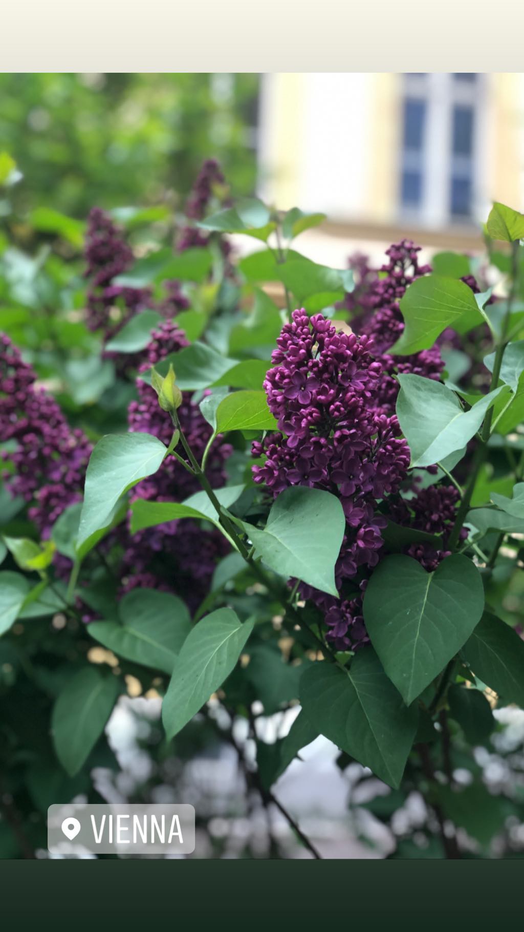 С корабля на бал: Катя Осадчая затмила красотой на светском вечере в Австрии