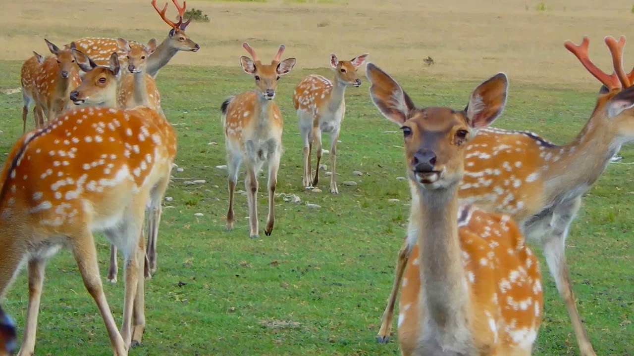 Активный и здоровый отдых: в эти туристические места на Закарпатье можно влюбиться