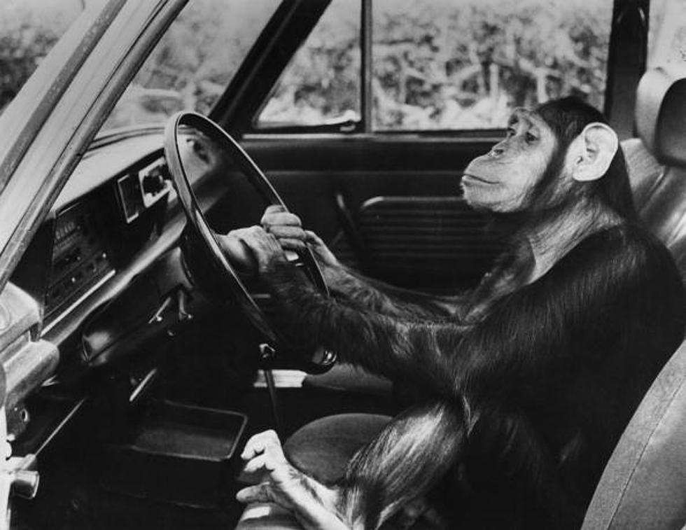 Шимпанзе-шофери і раса амазонок: 17 прогнозів на 2020 рік, які обіцяли нам фантасти