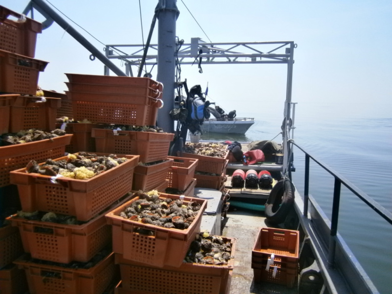 Біля морського кордону України за тиждень зафіксували 43 іноземні судна