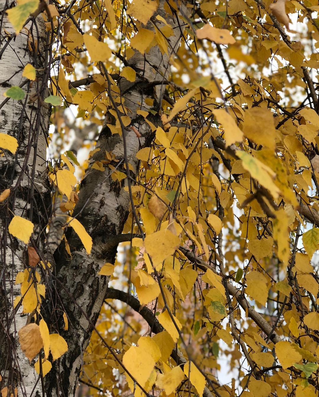 "Как можно быть такой прекрасной?" 52-летняя Сумская без макияжа "нарвалась" на комплименты