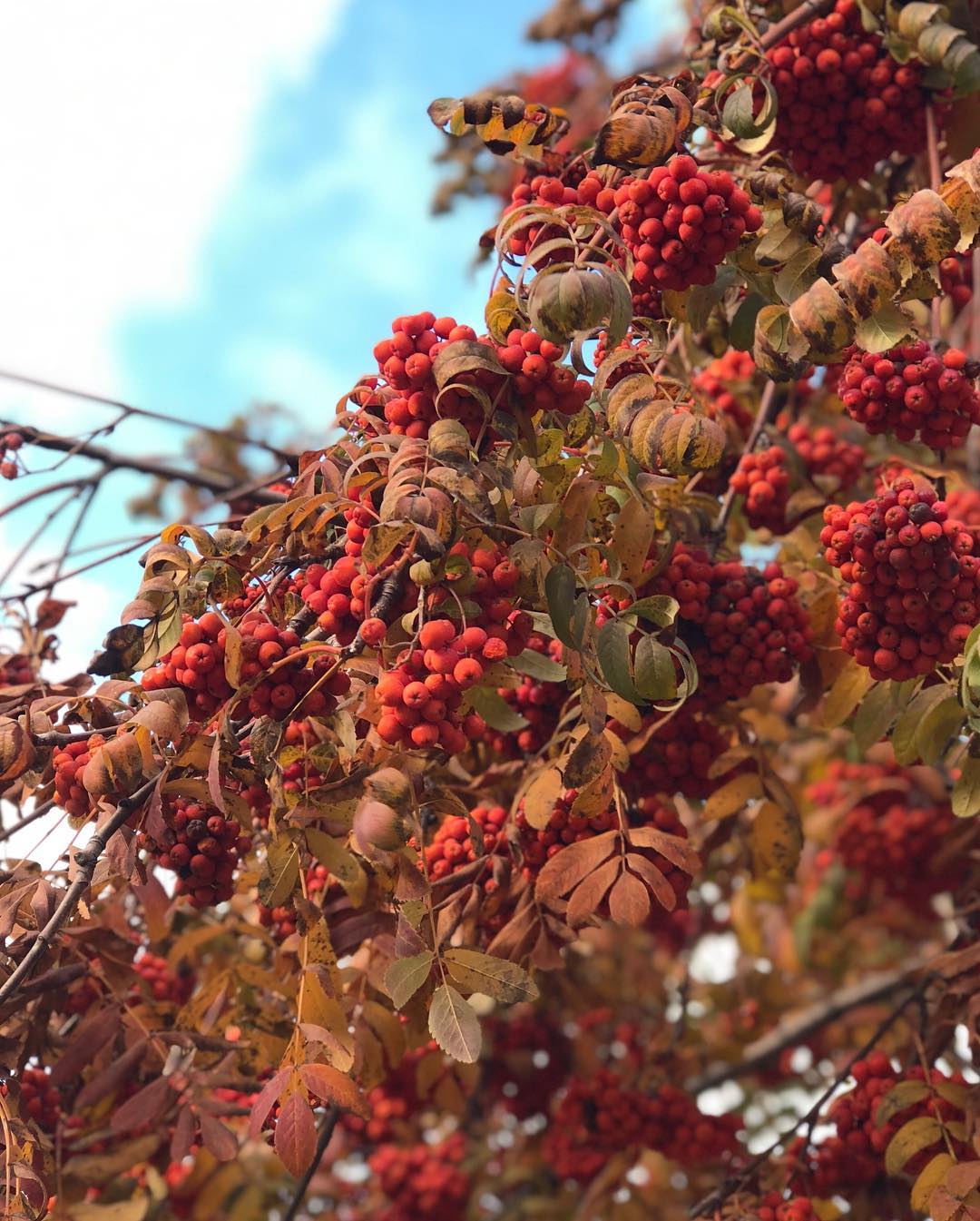 "Как можно быть такой прекрасной?" 52-летняя Сумская без макияжа "нарвалась" на комплименты