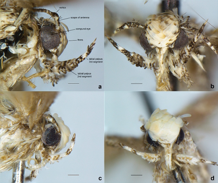 В честь Трампа назвали схожу на нього міль