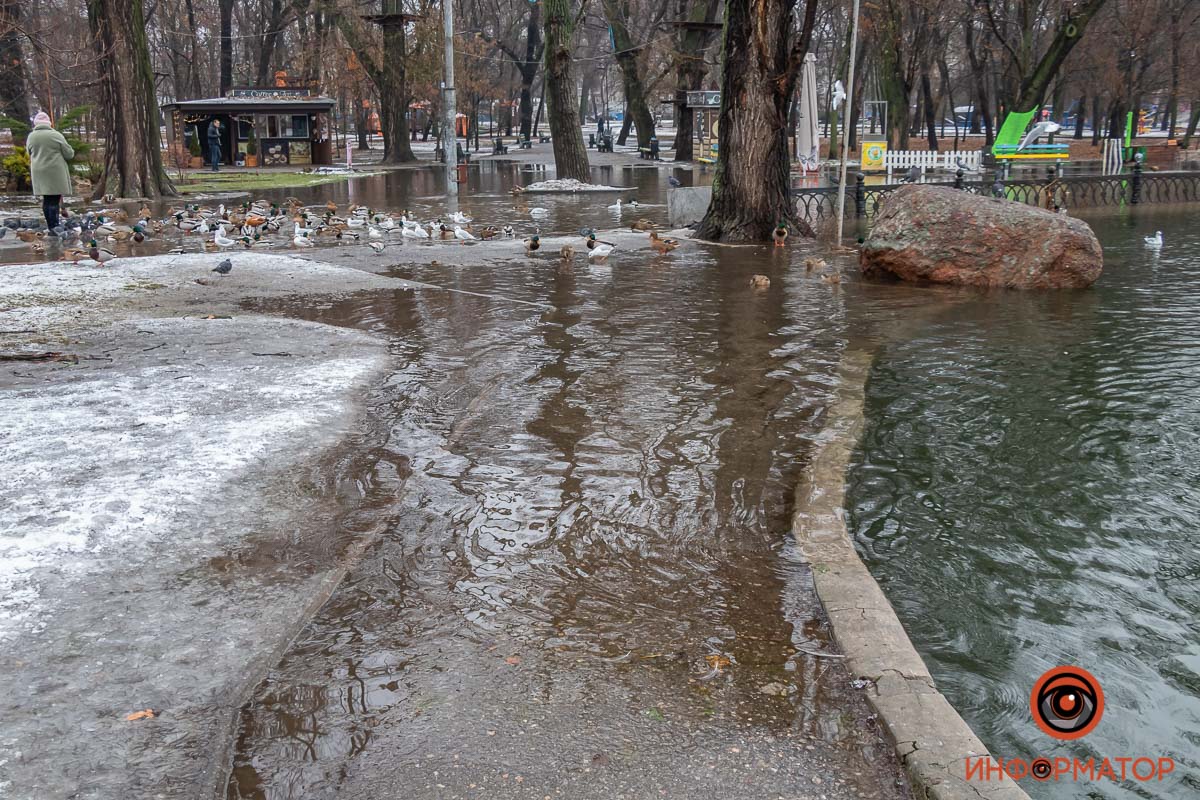 У затопленому парку в Дніпрі пішохідними доріжками плавають качки (фото, відео)