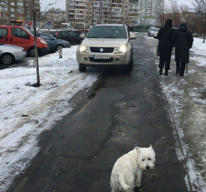 В Києві черговий автохам, паркуючись на тротуарі, ледь не збив собаку
