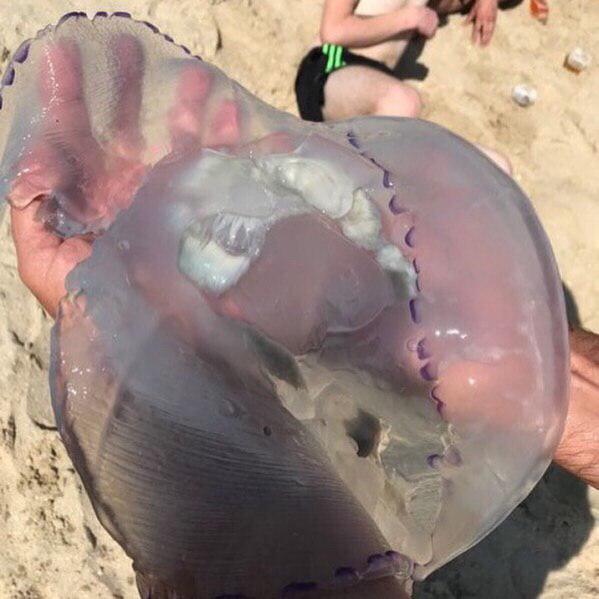 Бархатный сезон в Кирилловке: в сеть попали свежие фото