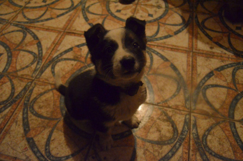 Голос фронту: як пройшов день виборів поблизу окупованого Донецька