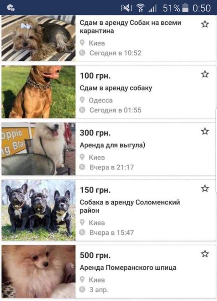  в Киеве начали сдавать в аренду собак