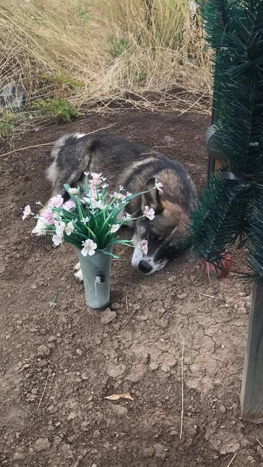 В Україні з'явився свій Хатіко: пес лежить на могилі і чекає свого господаря