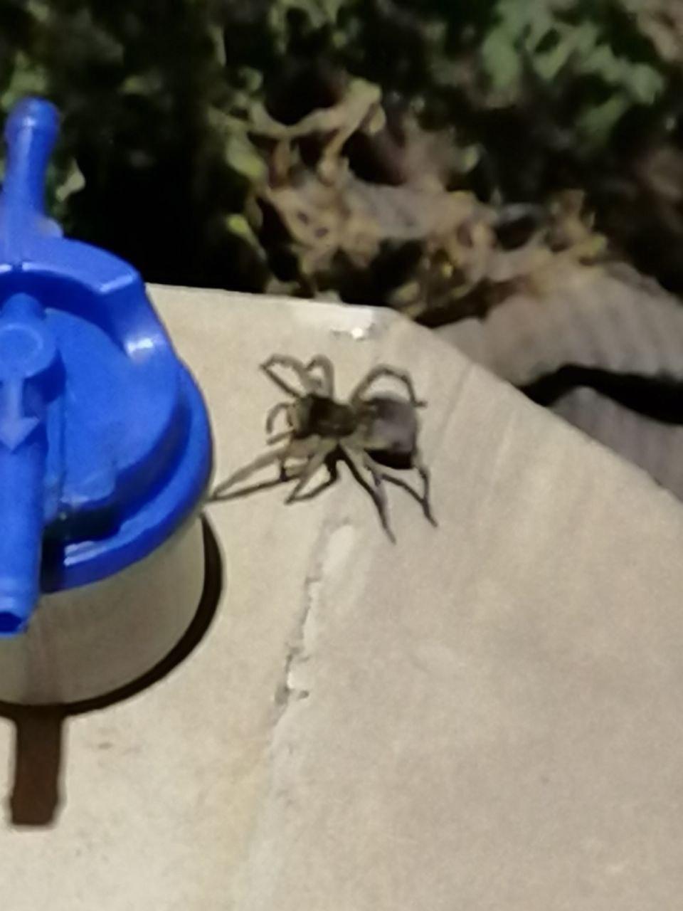 У Харкові помітили гігантських павуків: де живуть і як виглядають (фото)