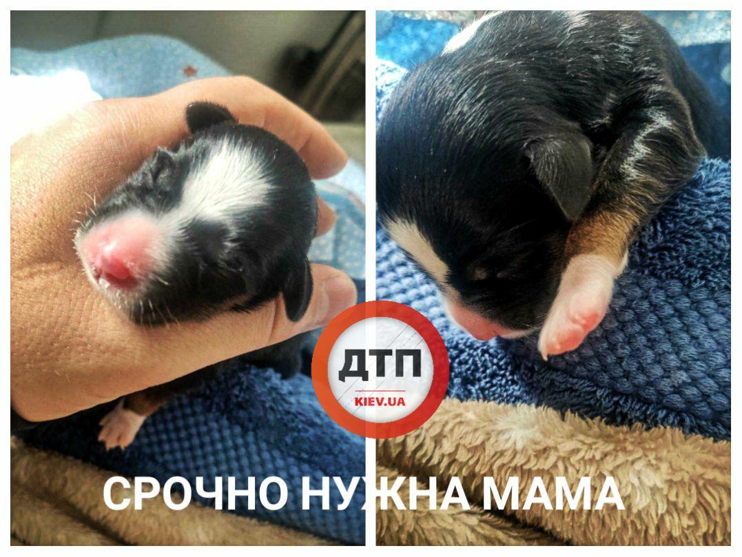 В Киеве новорожденного щенка выбросили на мусорку: неравнодушные просят о помощи