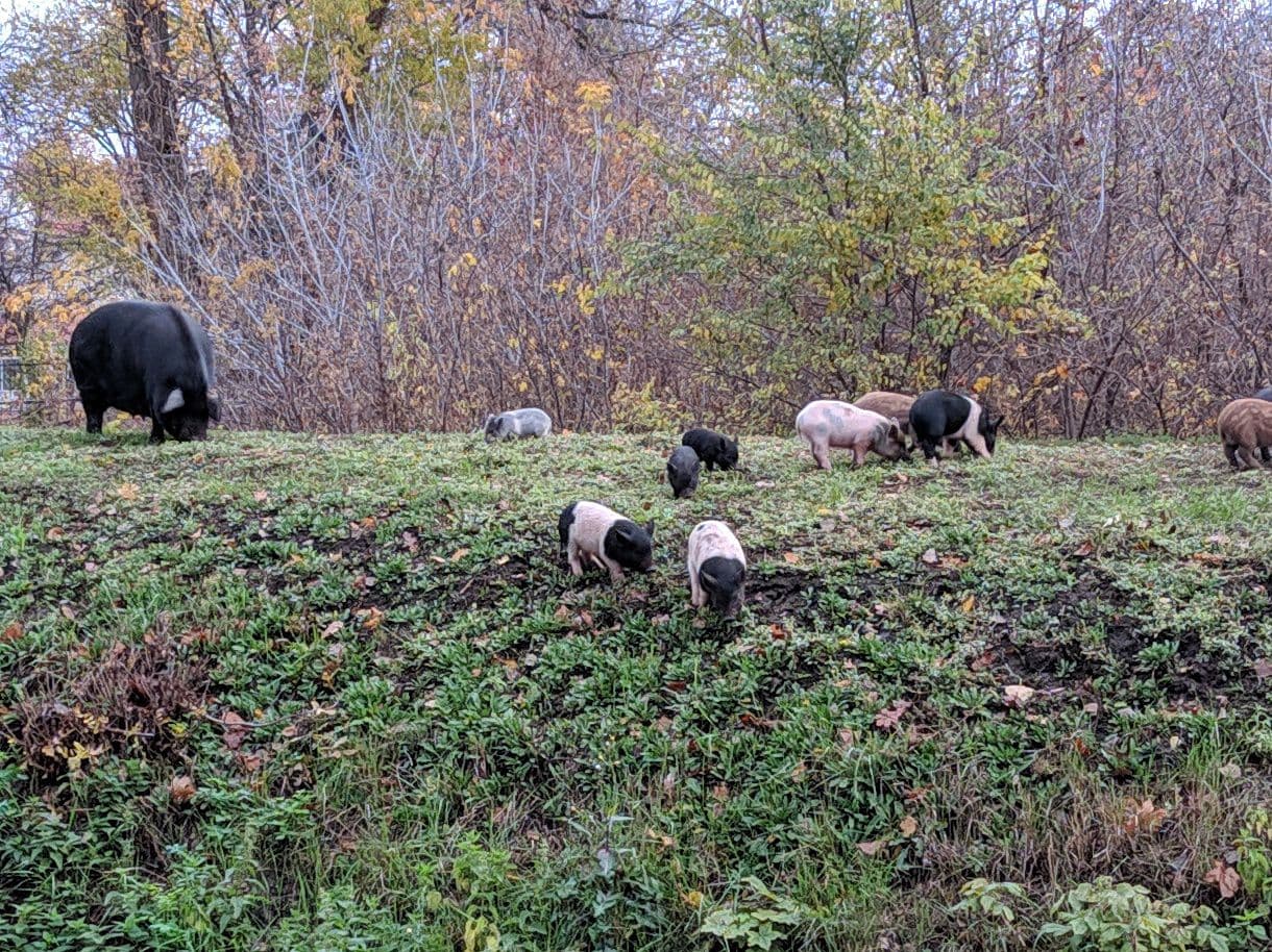 В Харькове по улицам бегала семья свиней с уткой: курьез попал на видео