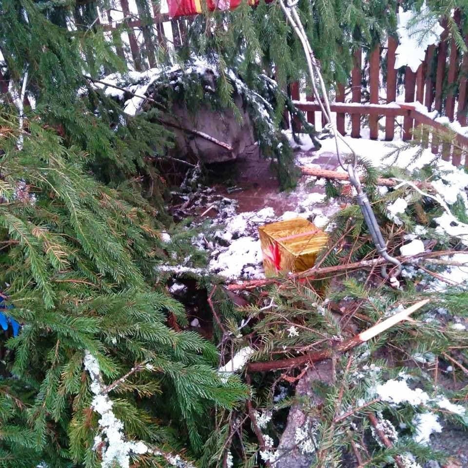 В киевских парках промышляют вандалы, которые разрушают новогодние елки (фото)