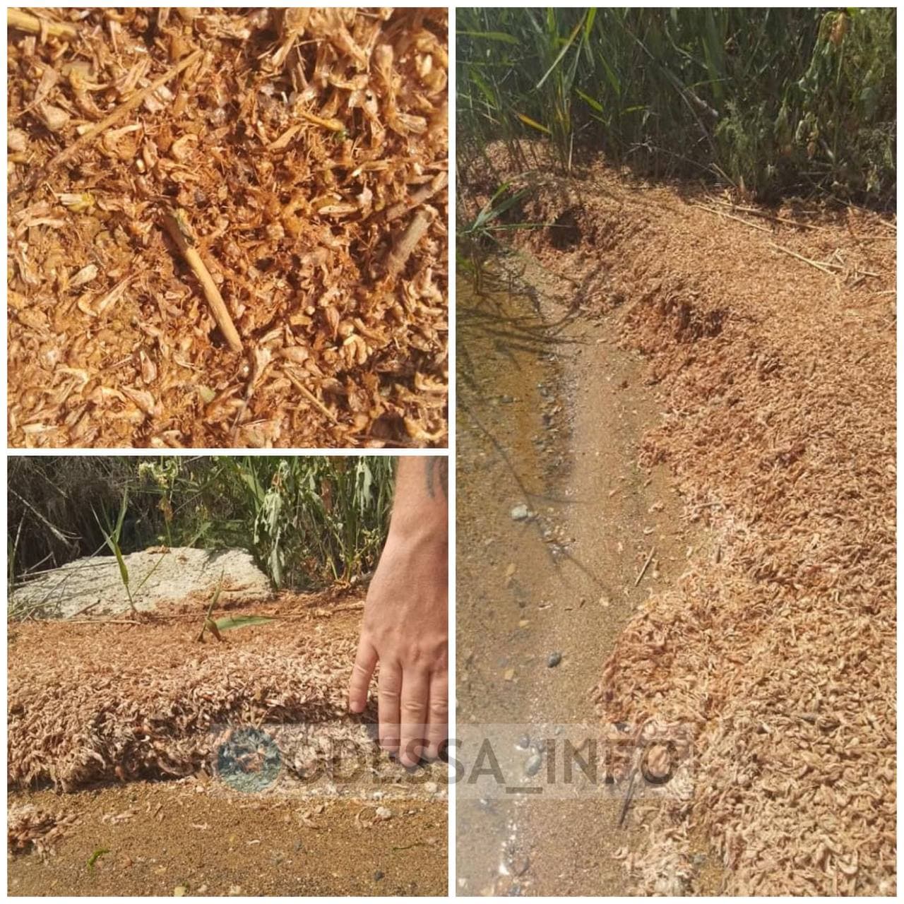 Під Одесою на берег викинуло тисячі мертвих креветок: яка причина (фото)