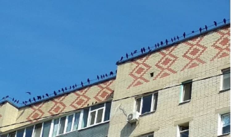 Лезут в окна и устраивают беспорядок: под Днепром местные жители страдают от атак ворон (фото)