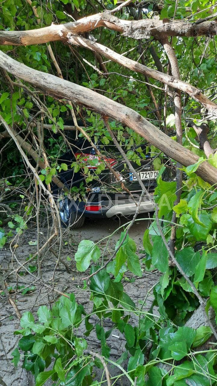 Сильний вітер в Одесі накоїв лиха: дерево розчавило три легковики (фото)