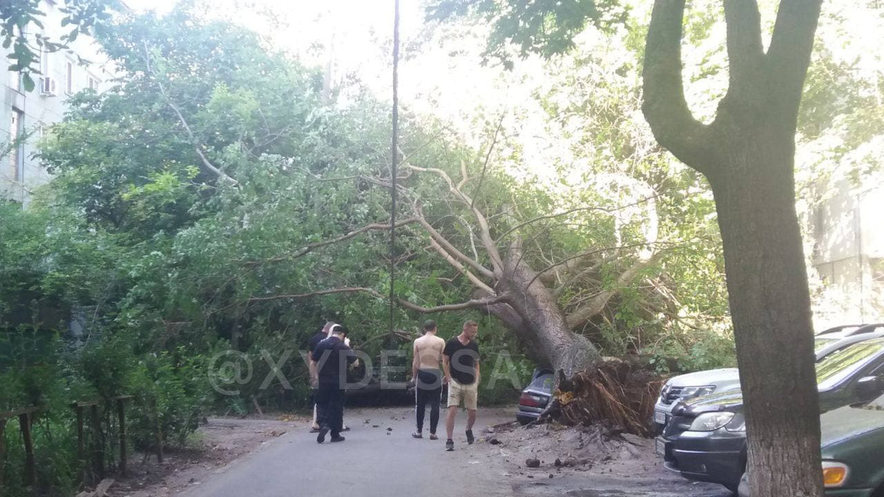 Сильний вітер в Одесі накоїв лиха: дерево розчавило три легковики (фото)