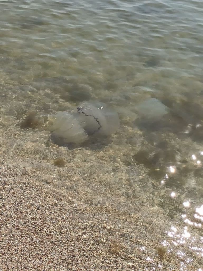 Кирилівку знову атакують медузи: свіжі фото з курорту