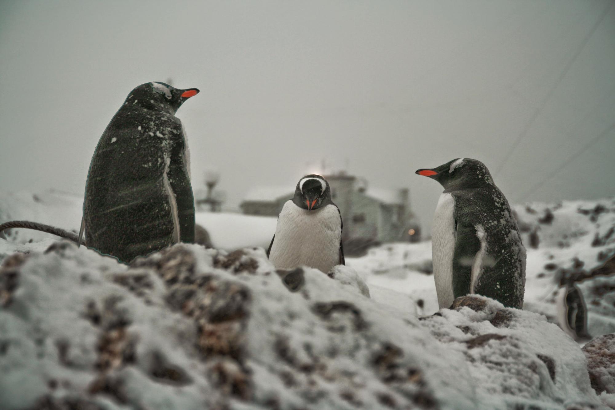 Гордість України: як наші науковці проводять унікальні дослідження в Антарктиді