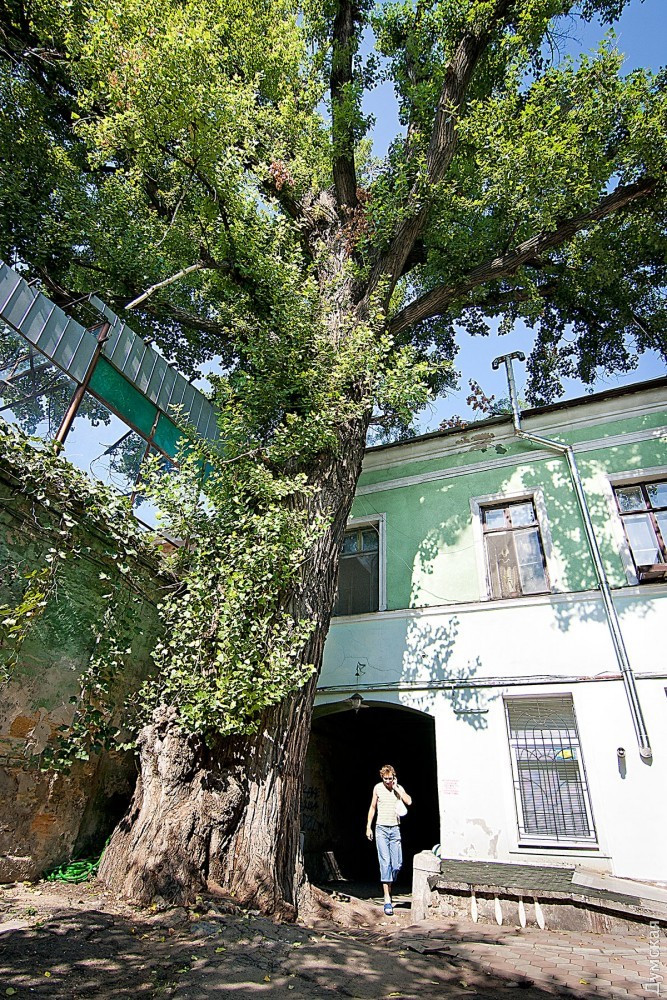 В Одесі спиляли найбільшу тополю в Україні: фото знаменитого дерева