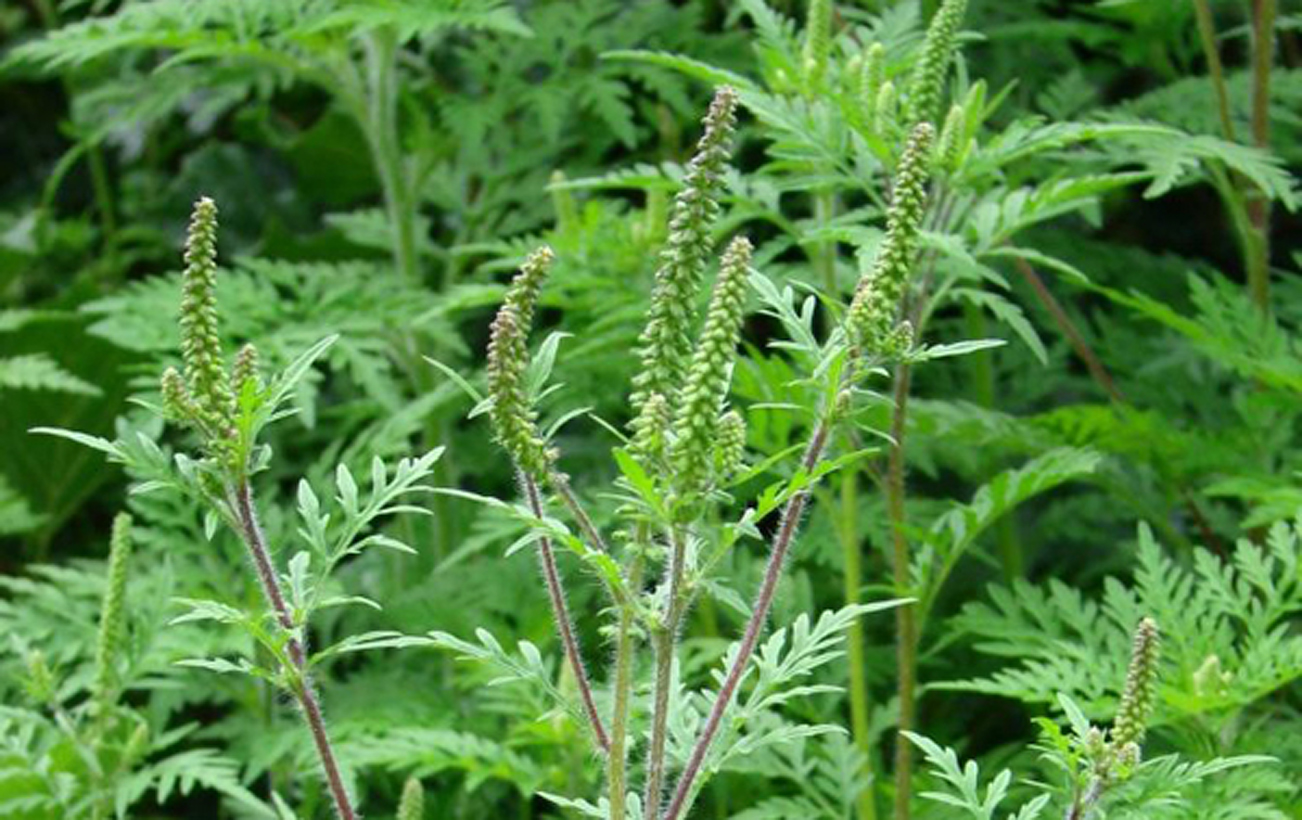 Українці страждають від небезпечної рослини: як розпізнати і видалити з ділянки