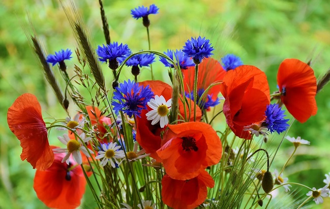 На Медовый Спас освящают букеты с маком