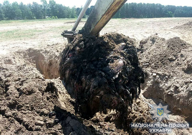 Під Києвом за організацію пташиного могильника затримали власників агрохолдингу