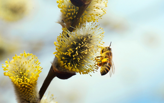 Довгоочікувана весна: синоптики порадували українців прогнозом
