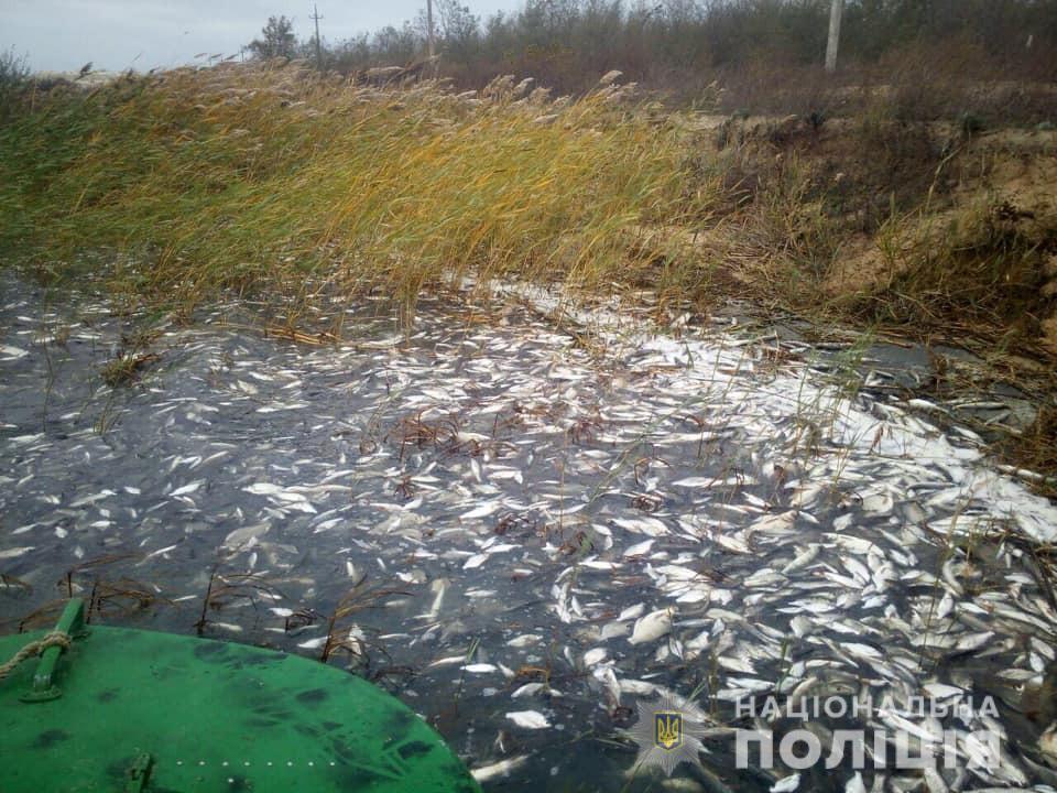 У Херсонській області зафіксували масовий замор риби