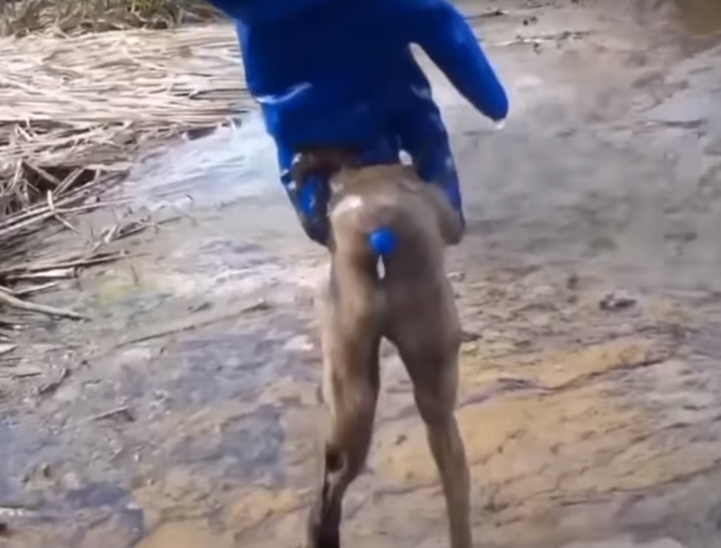 Під Житомиром у двох річках спливла мертва риба: що сталося