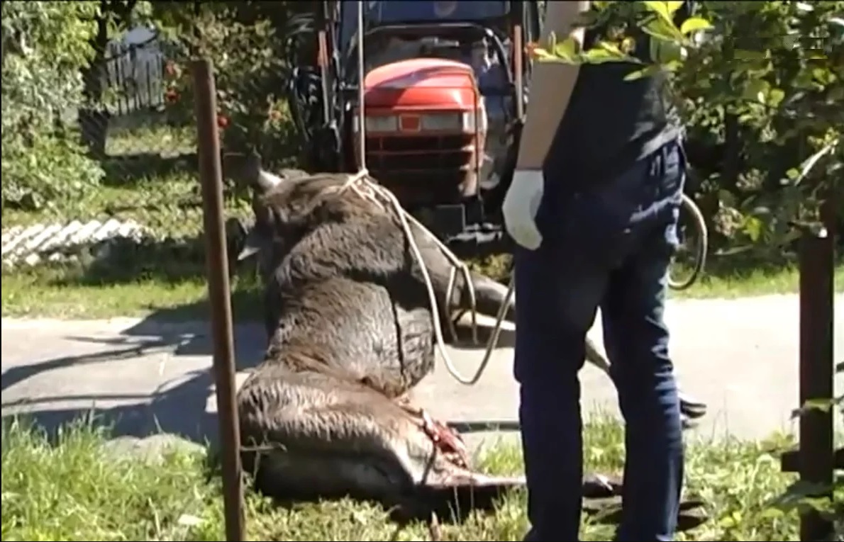 У Львові в приватний двір забіг поранений лось: що сталося