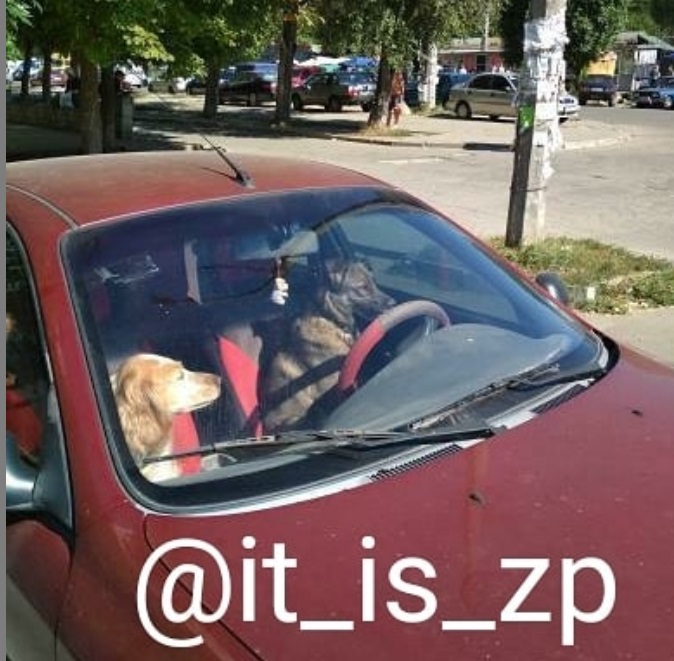 У Запоріжжі помітили парочку собак за кермом &quot;Ланоса&quot;: смішне фото