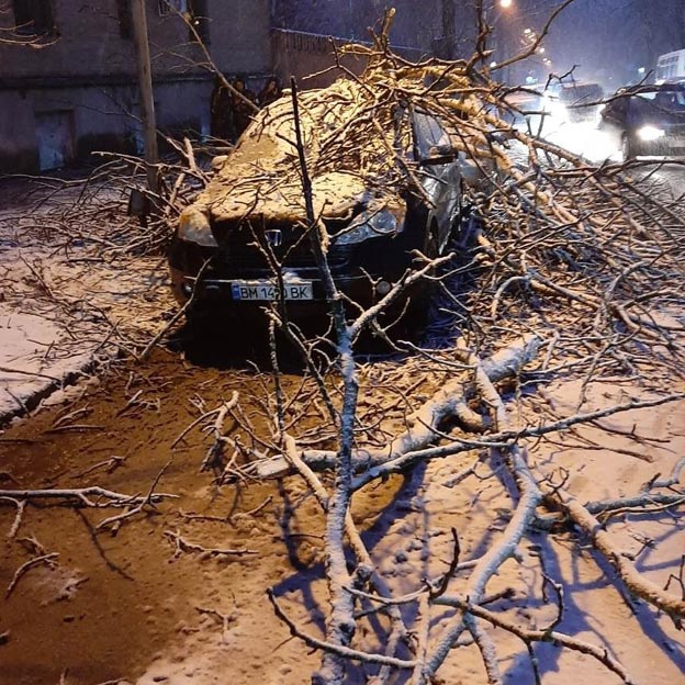 Деревья падают на авто: Полтава страдает от мощного снегопада