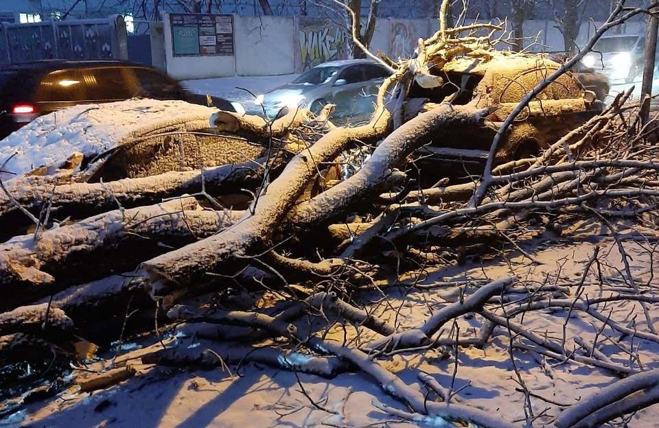 Деревья падают на авто: Полтава страдает от мощного снегопада