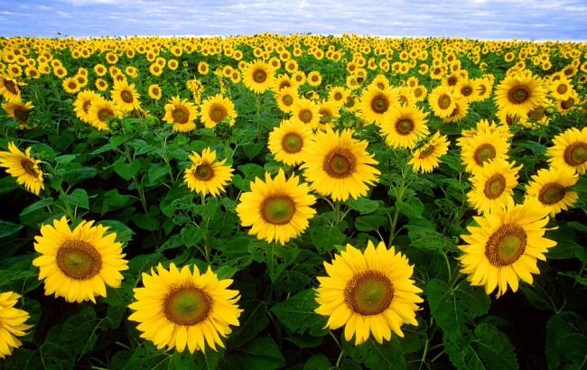 Підсумки дня: 19 червня