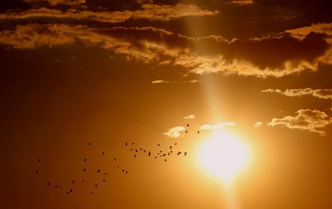 На Воздвижение улетают в теплые края последние птицы