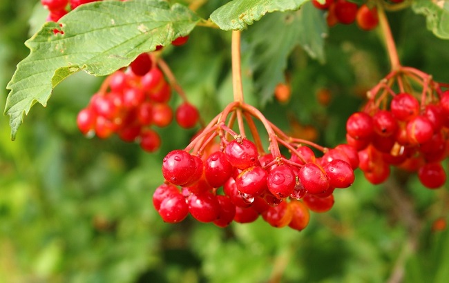 21 сентября заготавливают калину