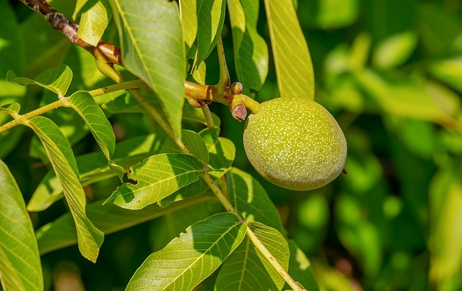 29 августа - Ореховый Спас