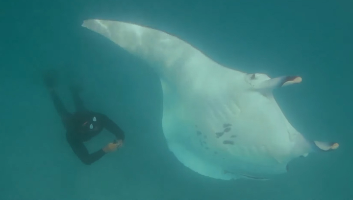 Величезний скат приплив до людей просити про допомогу: відео розчулило мережу