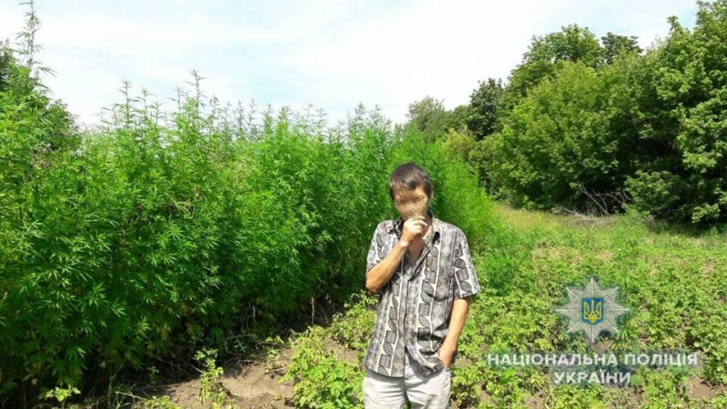 У Київській області поліція знищила понад 2 тис. кущів конопель