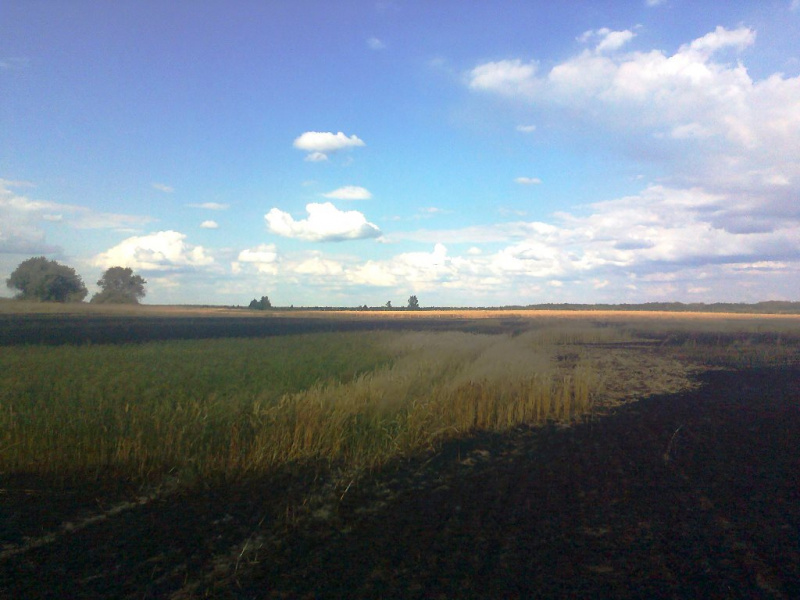 В Житомирской области выгорело 21 га пшеницы