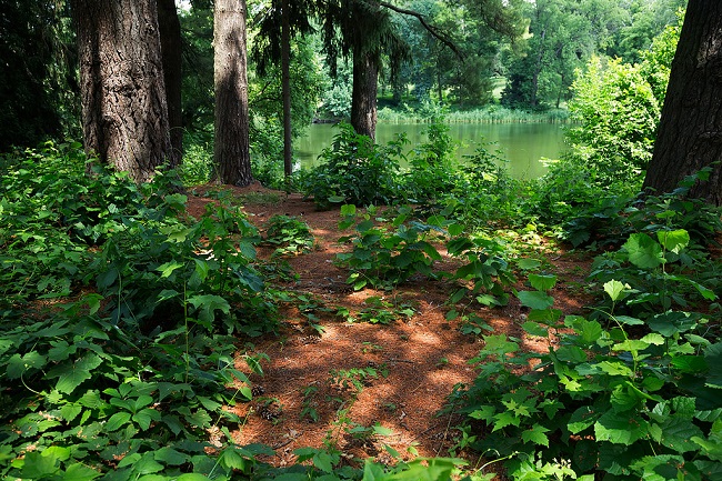 Дендропарк "Тростянец"