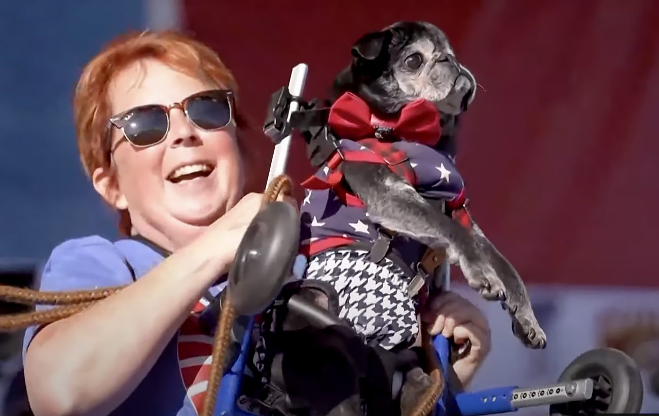 Названо "найпотворнішого собаку у світі". Як виглядає 8-річний пекінес Вайлд (фото)