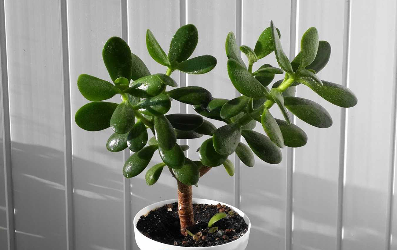 Real feng shui. Where to put a money tree to attract wealth