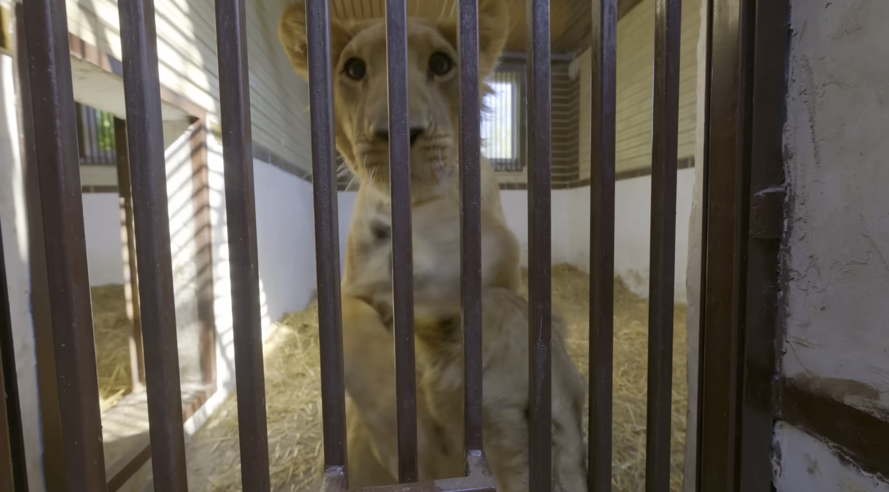 MrBeast потрапив у гучний скандал: у відео про Україну &quot;забув&quot; згадати про війну