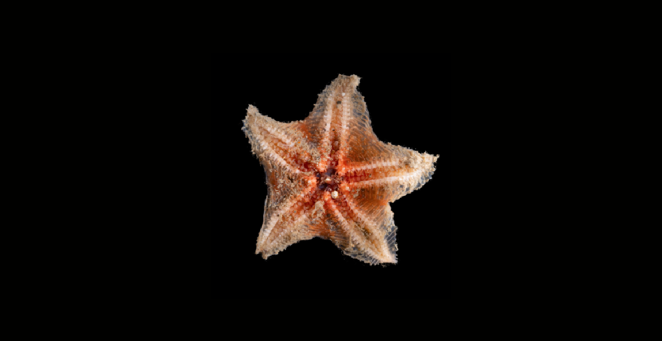 Акула-гітара і ще 865 нових видів тварин виявили вчені у океані (фото)