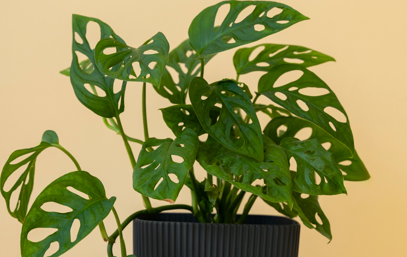 Підійдуть новачкам: 7 квартирних рослин, за якими легко доглядати